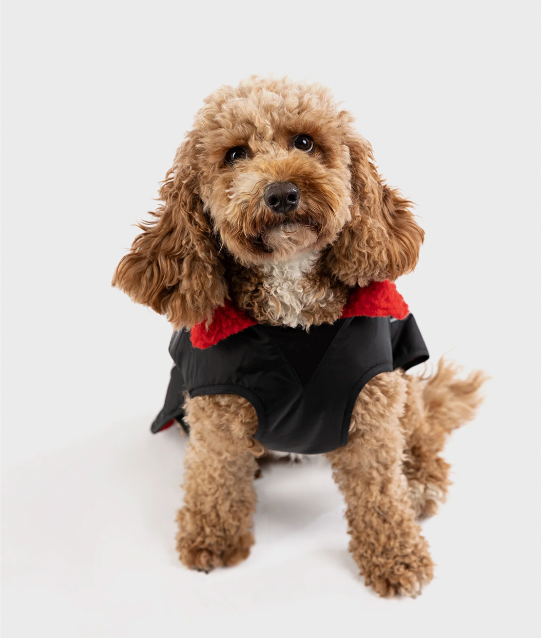 Jobe Pet Vest Lime Teal==== Black/Red===SALE