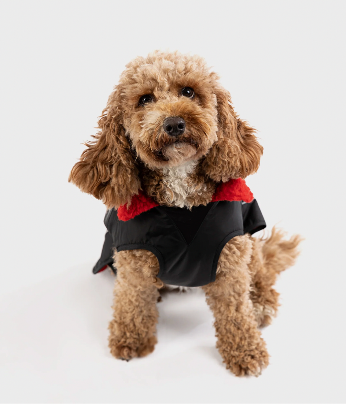 Jobe Pet Vest Lime Teal==== Black/Red===SALE