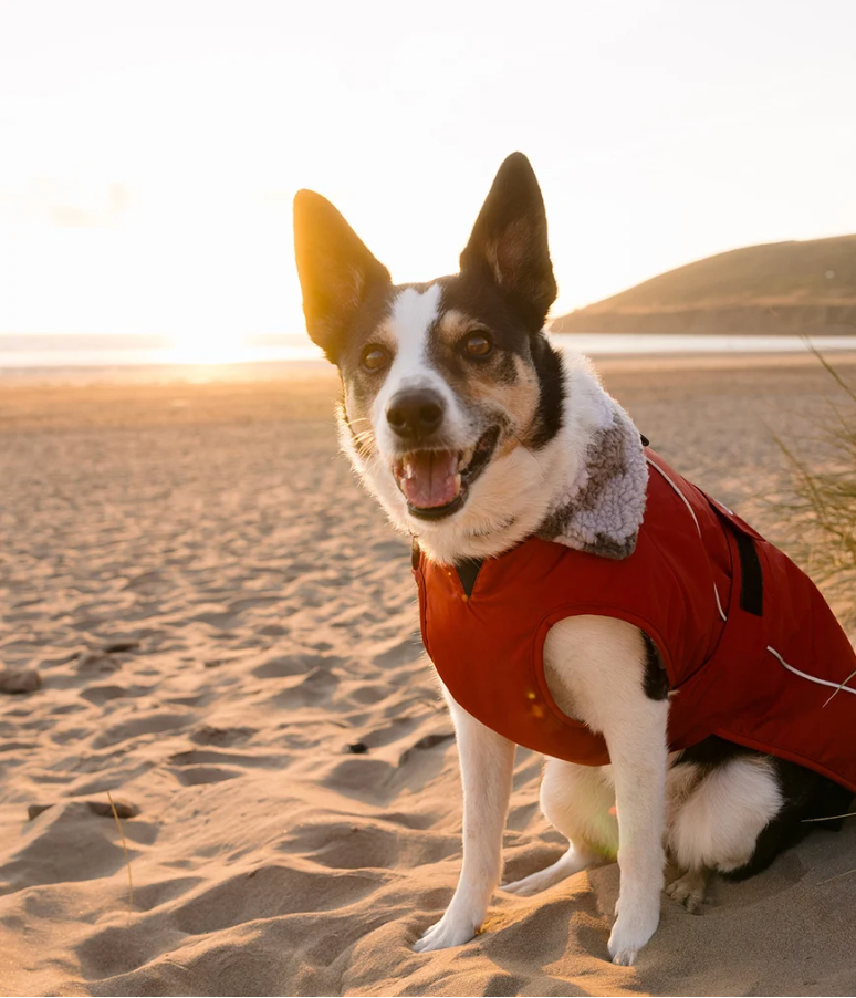 DRYROBE Burnt Orange Dog Coat