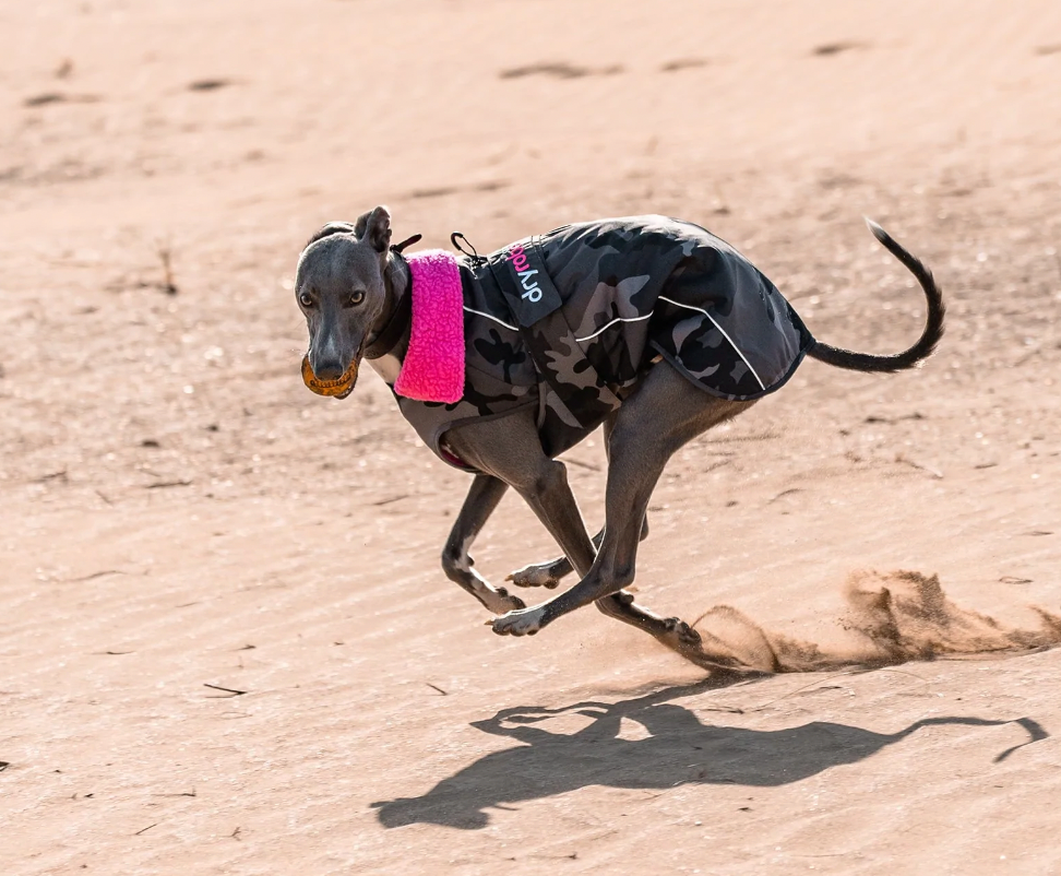 Dryrobe Dog Coat Black/Camo/Pink